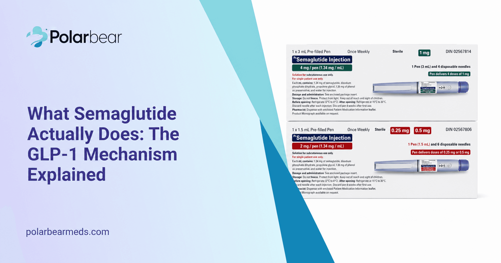What Semaglutide Actually Does: The GLP-1 Mechanism Explained