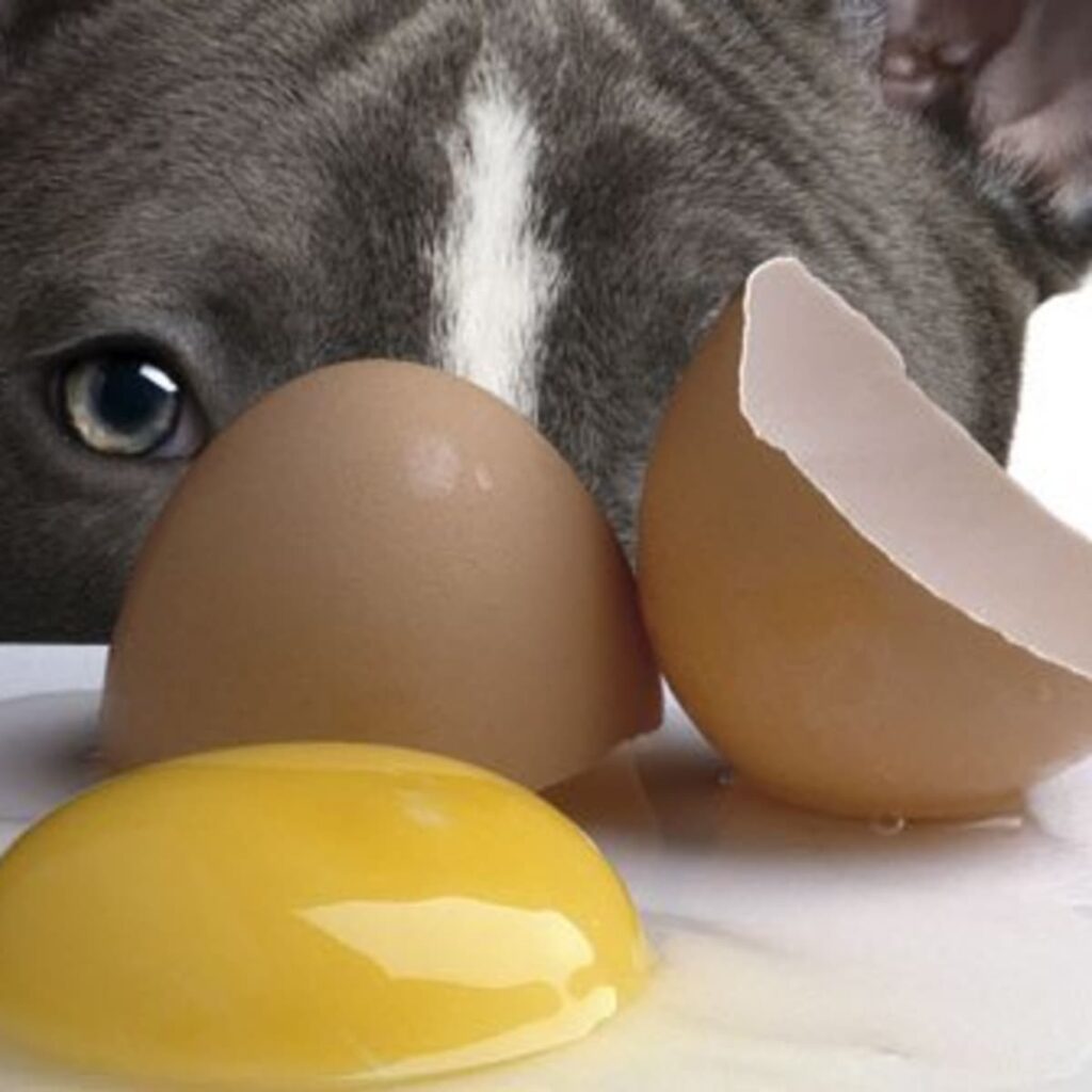 can diabetic dogs eat eggs