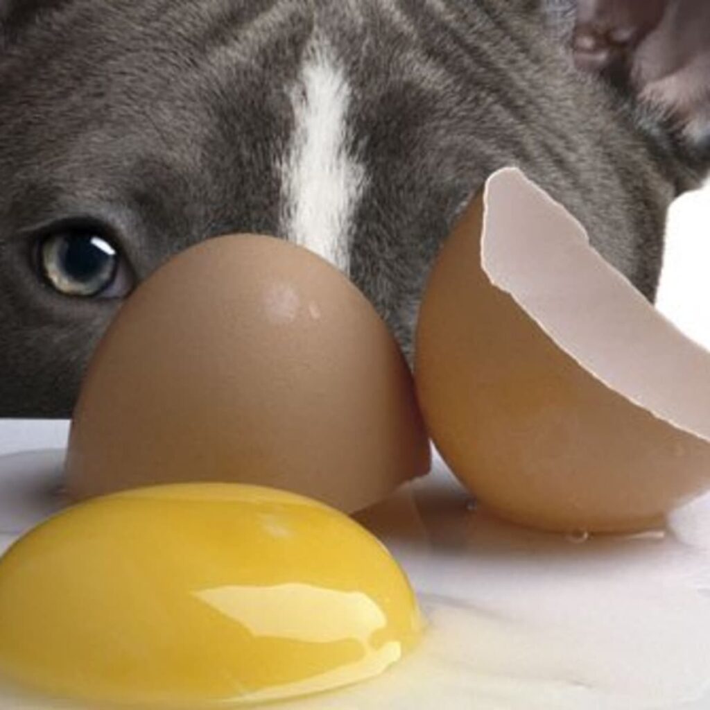 A Comprehensive Guide Can Diabetic Dogs Safely Eat Eggs