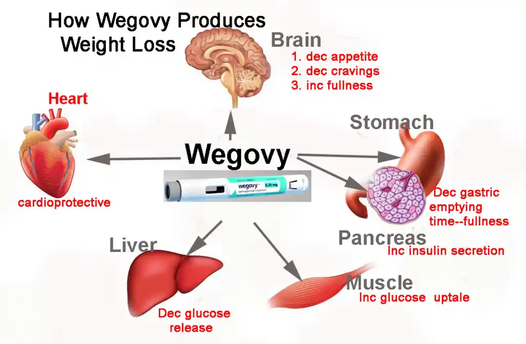 How Wegovy produces weight loss