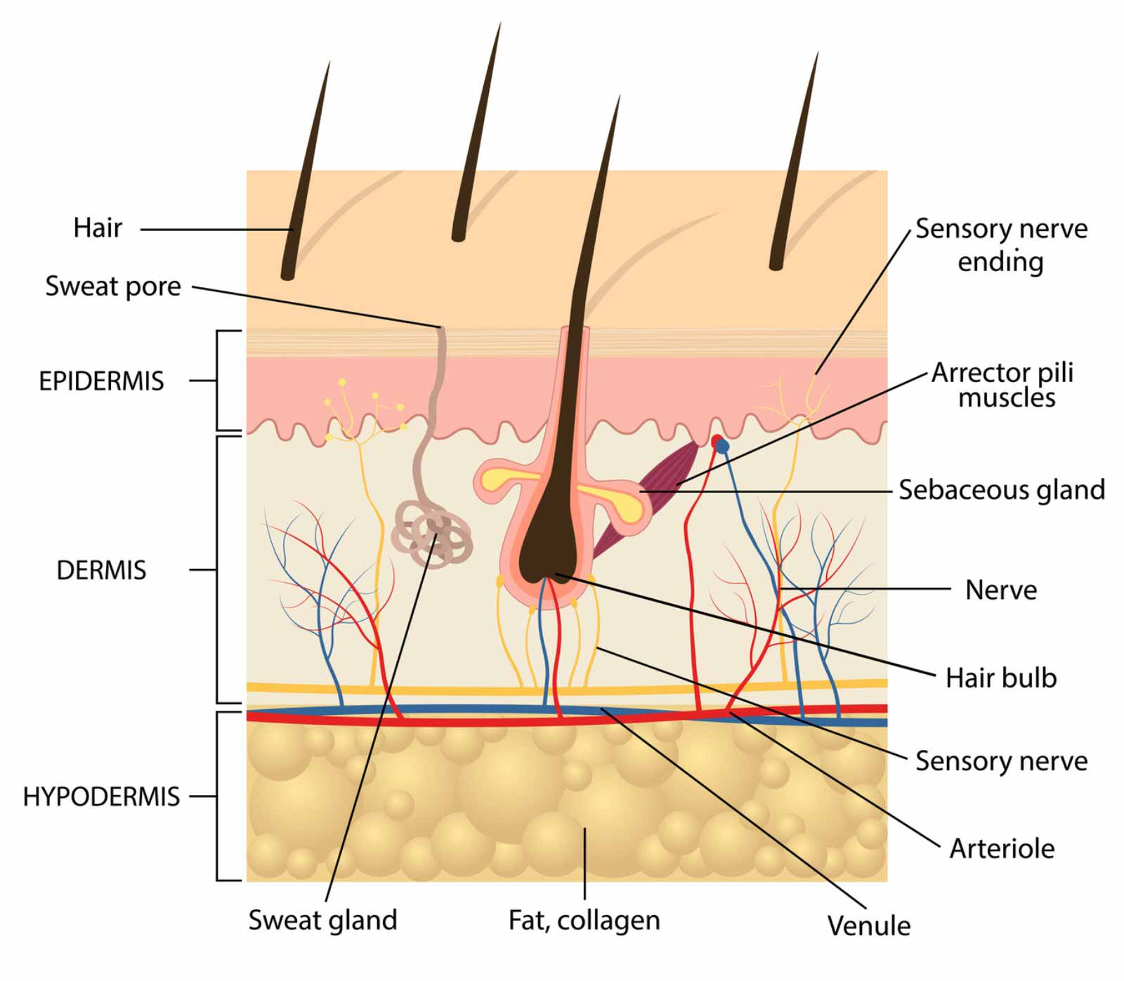 why can't diabetics get microblading