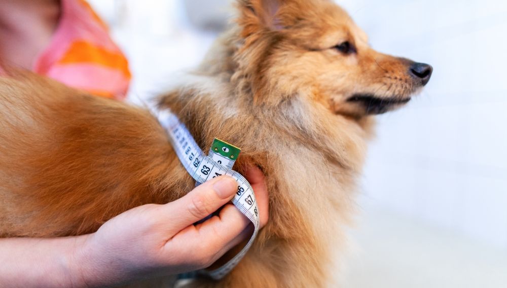 Diabetic Dog Symptoms of Too Much Insulin Type 1 Diabetes